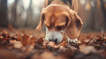 秋日森林里寻觅的比格犬