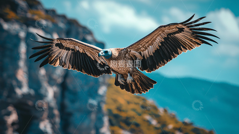 高清大图下载【趣麦麦图】翱翔的秃鹫高清图片