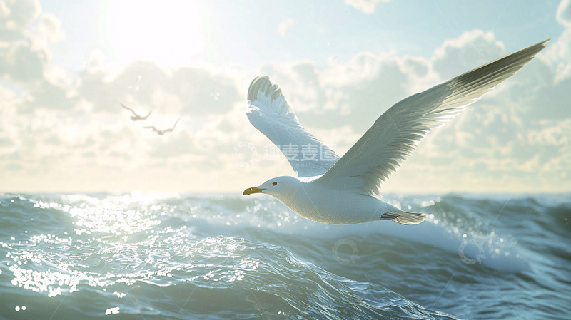 高清大图下载【趣麦麦图】海鸥飞翔大海波浪