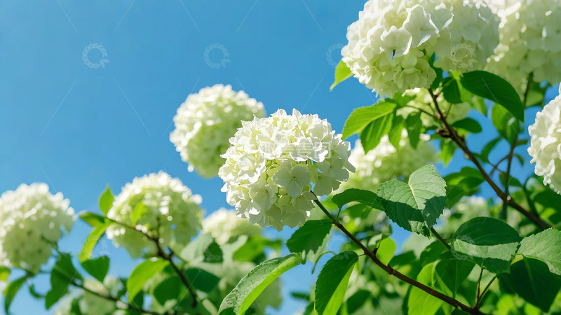 高清大图下载【趣麦麦图】盛开的木绣球花