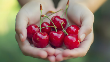 特写手捧车厘子图片