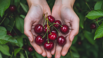 清新手捧车厘子图片