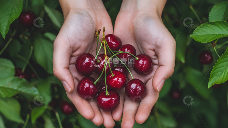 高清大图下载【趣麦麦图】-清新手捧车厘子图片