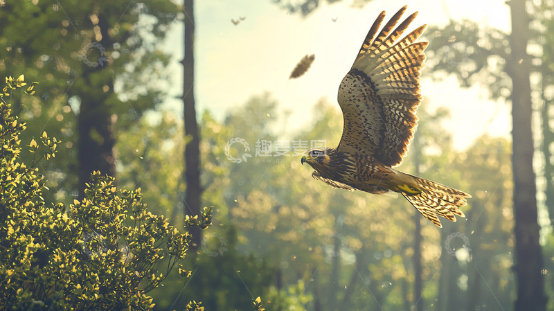 高清大图下载【趣麦麦图】森林中飞翔的红肩鹰