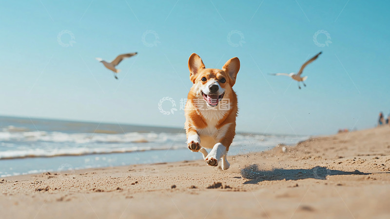 高清大图下载【趣麦麦图】沙滩上奔跑的柯基犬
