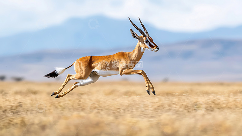 高清大图下载【趣麦麦图】跳跃的瞪羚高清图片