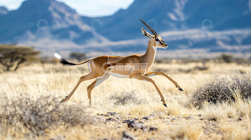 高清大图下载【趣麦麦图】非洲瞪羚奔跑