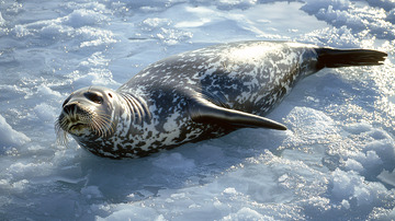 豹纹海豹冰上休憩