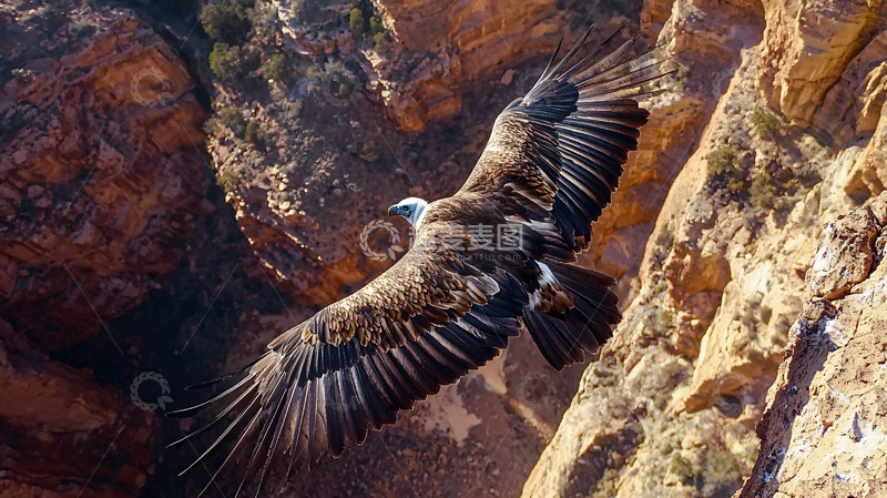 高清大图下载【趣麦麦图】峡谷中展翅的兀鹰