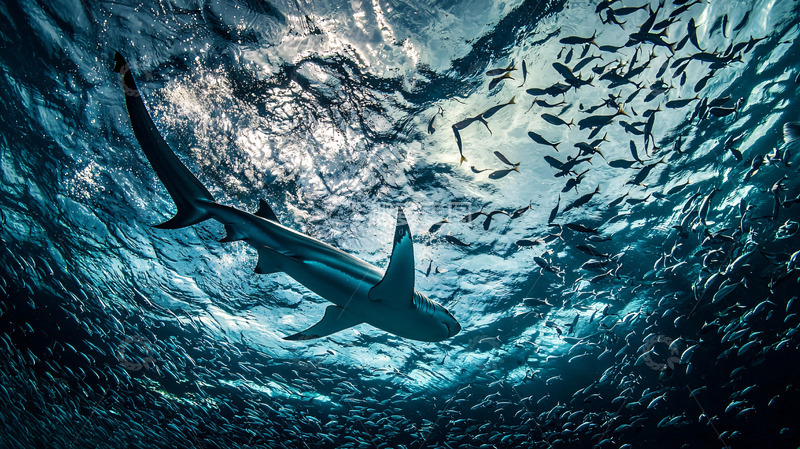 高清大图下载【趣麦麦图】鲨鱼在鱼群中