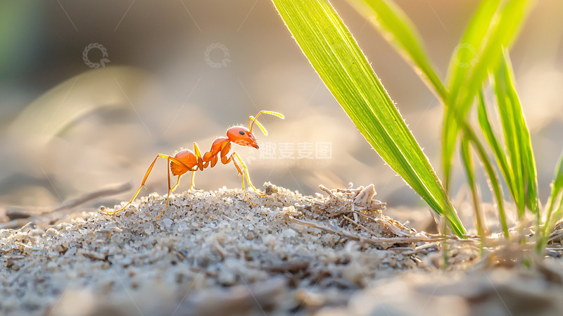高清大图下载【趣麦麦图】红蚂蚁高清图片