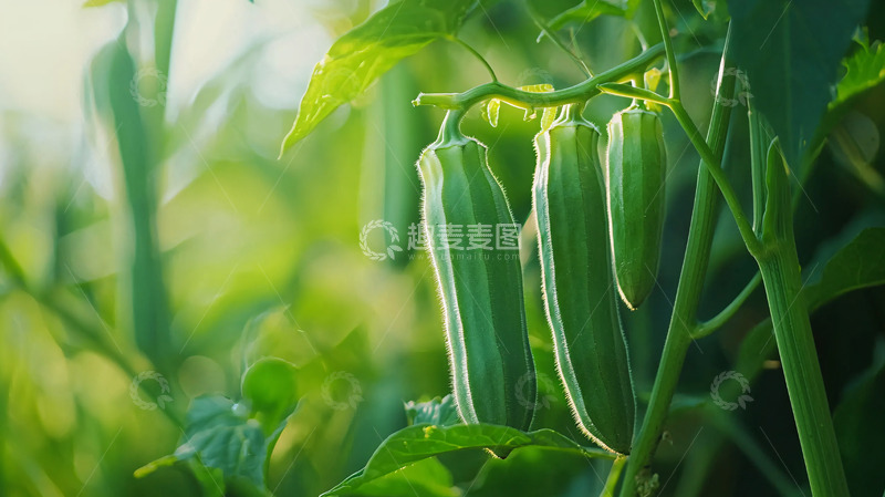 高清大图下载【趣麦麦图】绿色的秋葵长在枝头