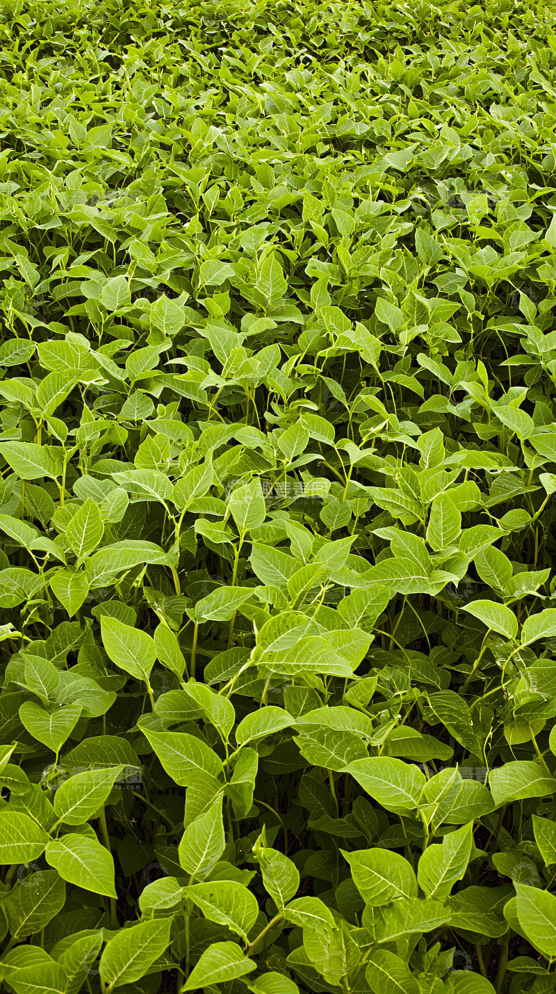 高清大图下载【趣麦麦图】绿油油的植物田野