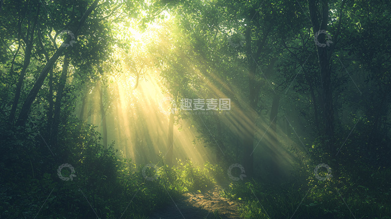 高清大图下载【趣麦麦图】阳光穿透树林