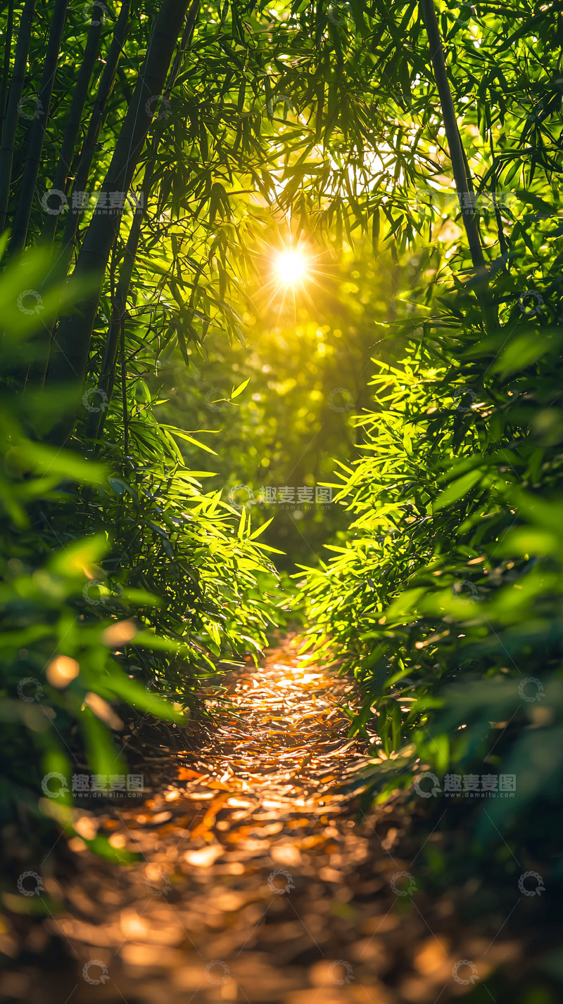 高清大图下载【趣麦麦图】阳光透过竹林小路