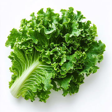 新鲜翠绿生菜叶