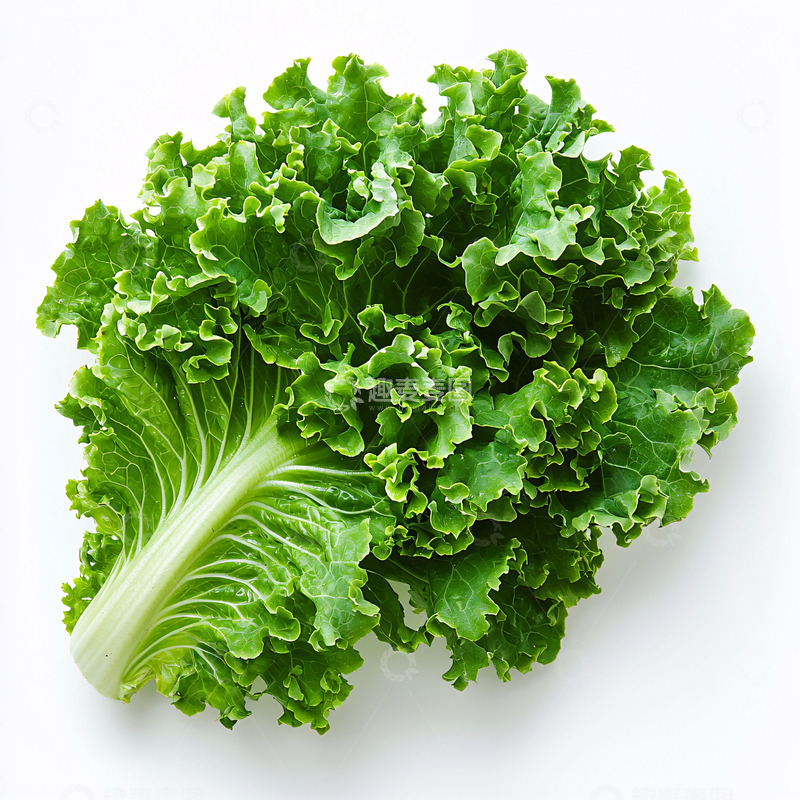 高清大图下载【趣麦麦图】新鲜翠绿生菜叶