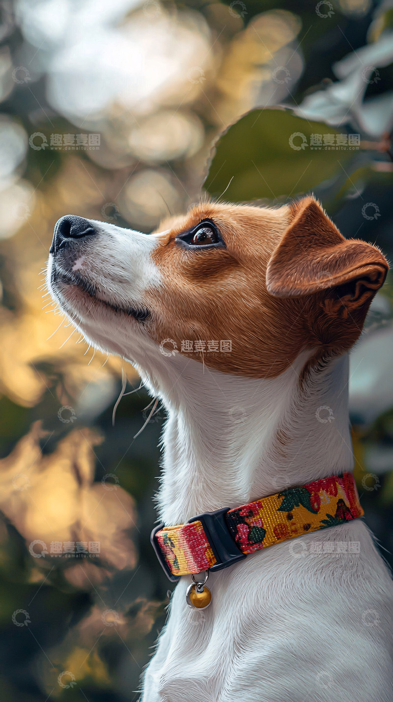 高清大图下载【趣麦麦图】向上看的小猎犬