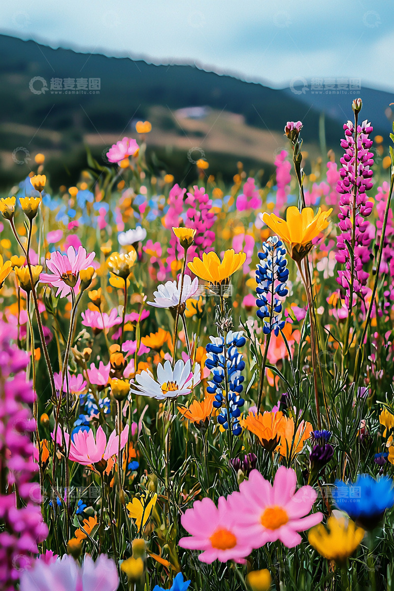 高清大图下载【趣麦麦图】鲜花盛开的草地