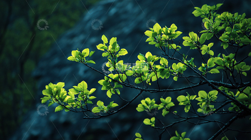 高清大图下载【趣麦麦图】嫩绿枝芽