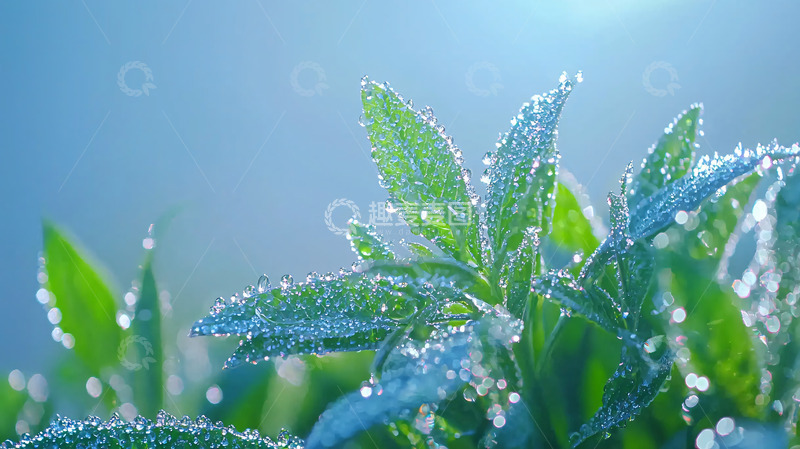 高清大图下载【趣麦麦图】清晨露珠的绿色植物