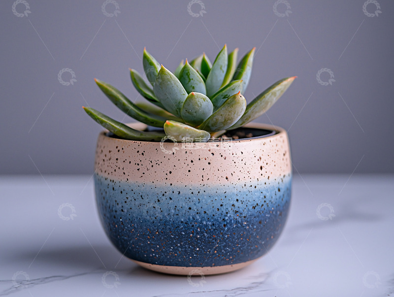 高清大图下载【趣麦麦图】多肉植物盆栽