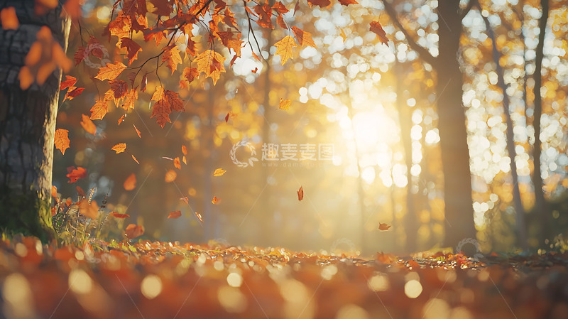 高清大图下载【趣麦麦图】秋日阳光洒满落叶小路