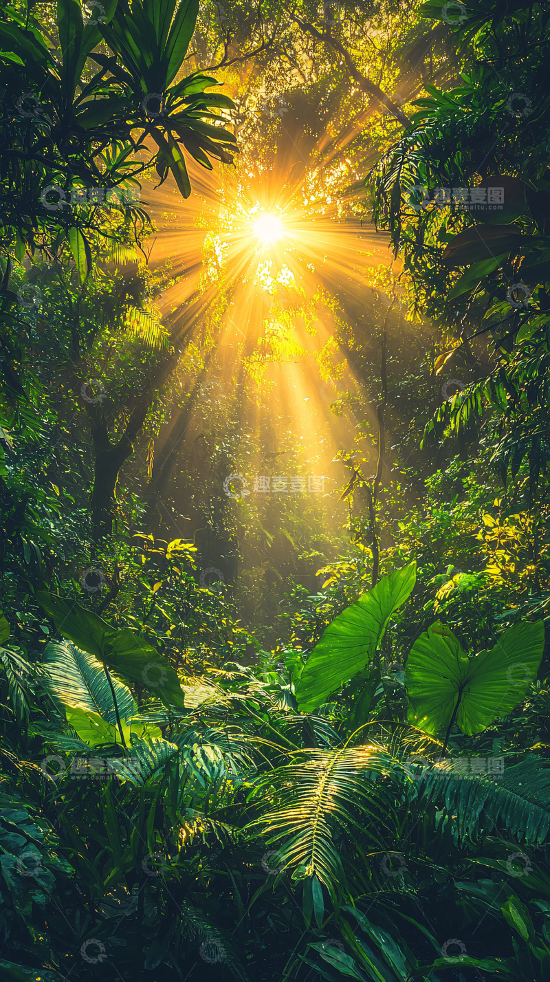 高清大图下载【趣麦麦图】阳光穿透茂密森林