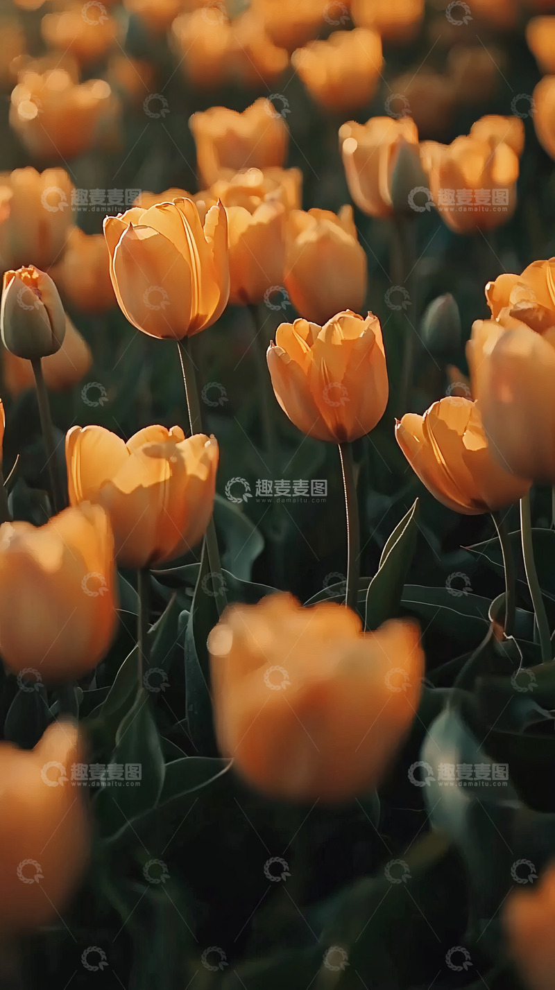 高清大图下载【趣麦麦图】暖色调郁金香花田