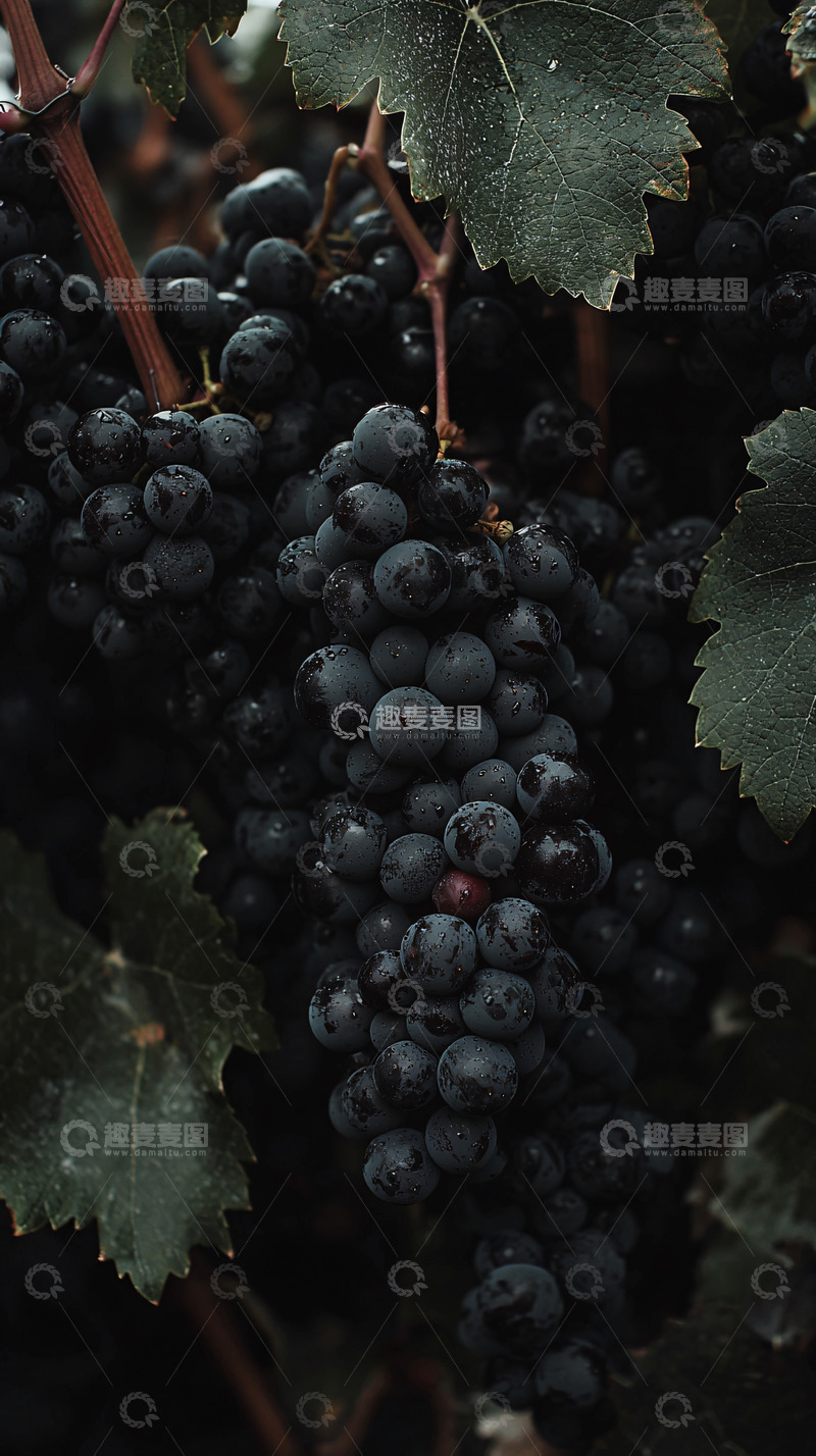 高清大图下载【趣麦麦图】葡萄藤上的黑色葡萄