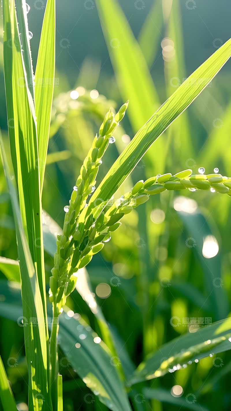 高清大图下载【趣麦麦图】谷雨绿叶露珠之美摄影