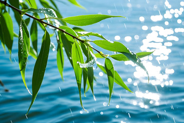 柳树树枝湖边摄影图