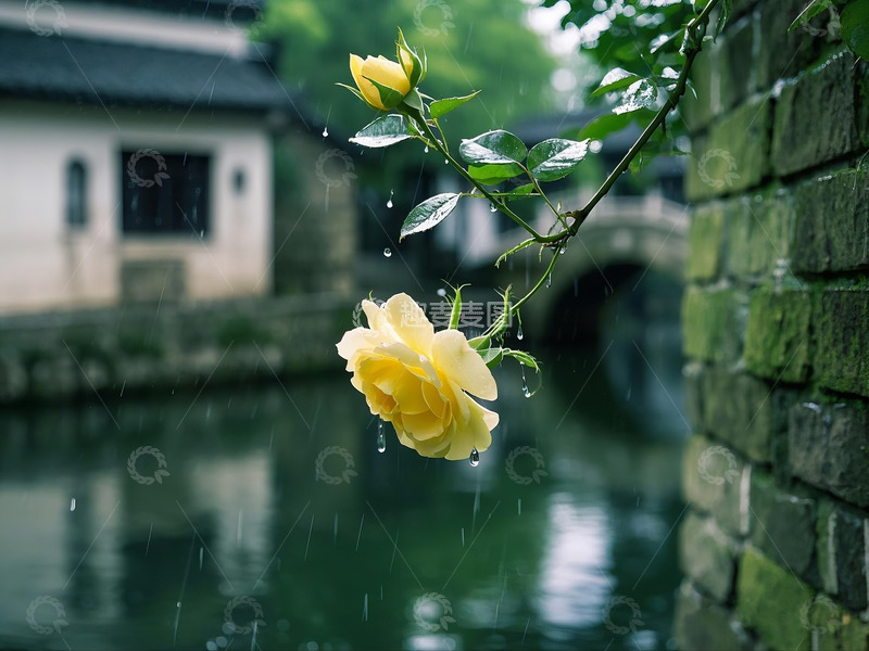 高清大图下载【趣麦麦图】烟雨江南黄色蔷薇花1