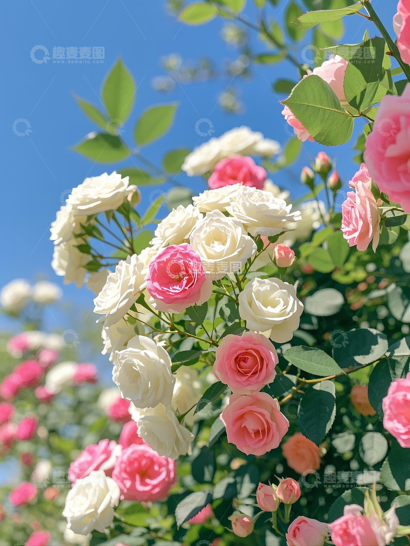 高清大图下载【趣麦麦图】春天粉白玫瑰花1