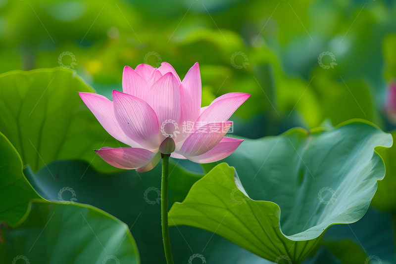 高清大图下载【趣麦麦图】绿色荷叶与荷花