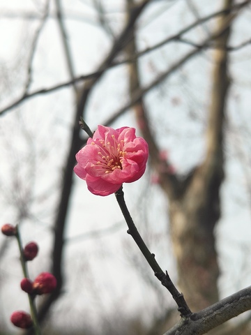 春天初开的梅花