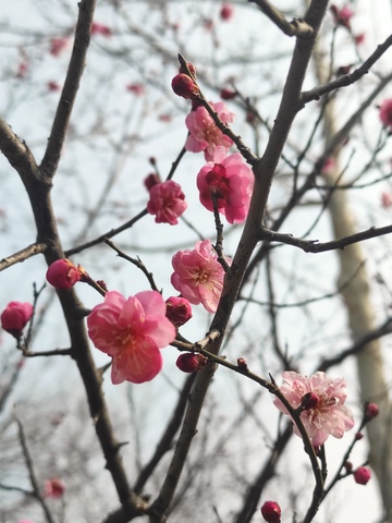 春天初开的梅花1