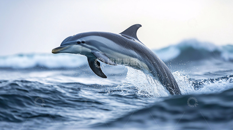 高清大图下载【趣麦麦图】海豚跃出海面