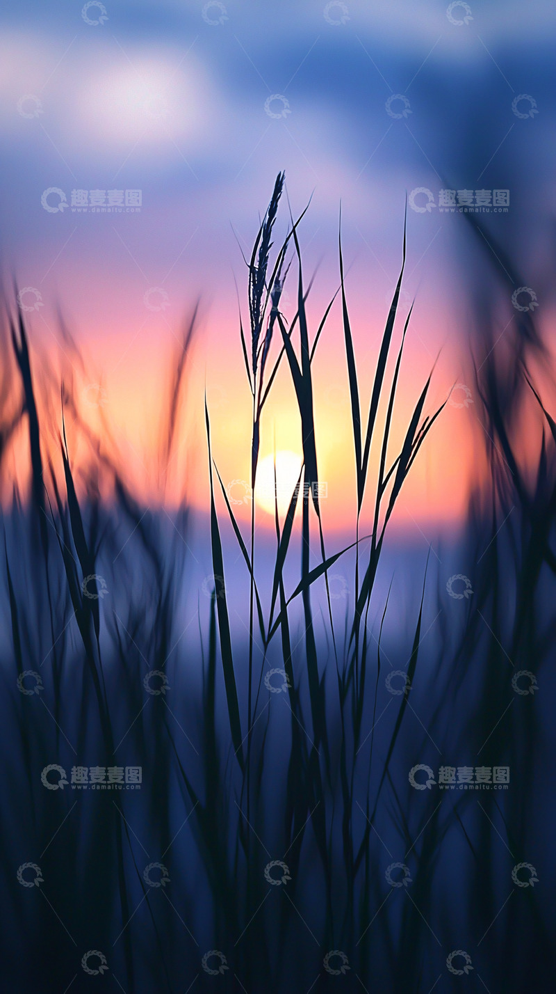高清大图下载【趣麦麦图】落日余晖下的芦苇