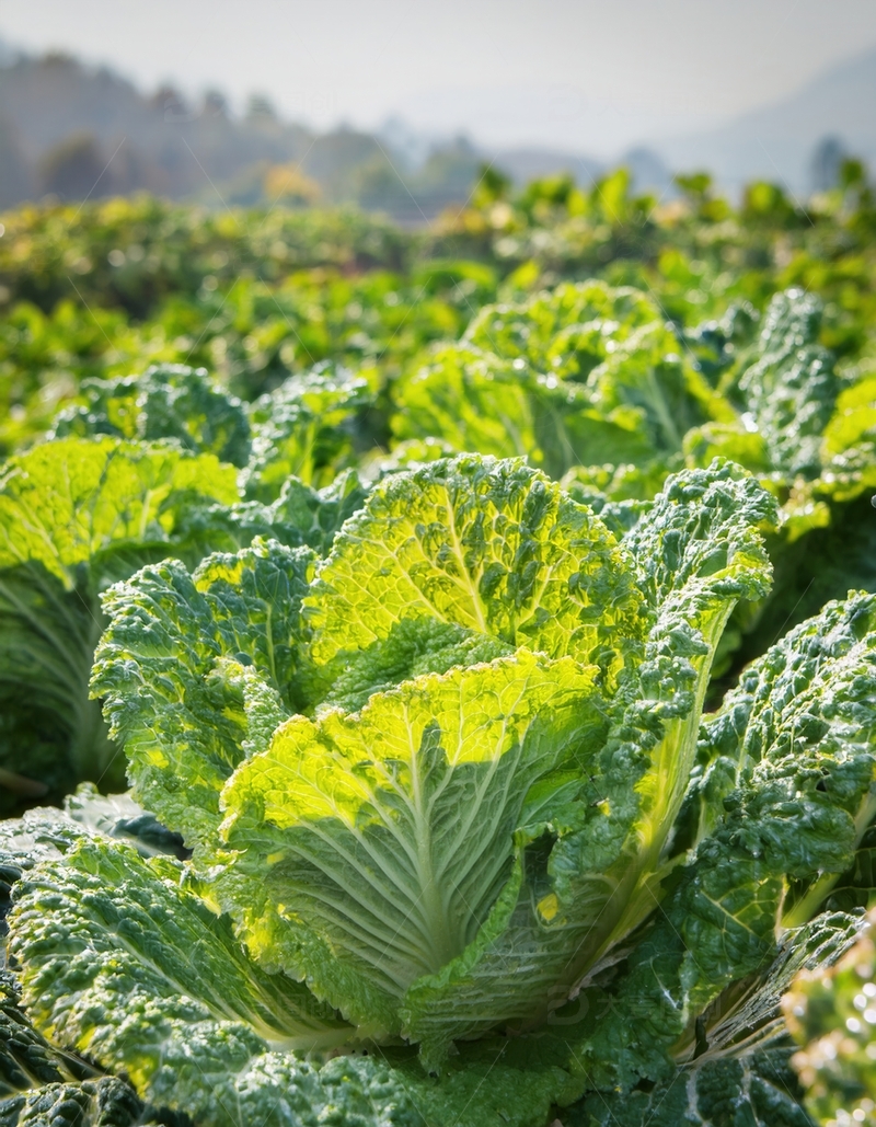 高清大图下载【趣麦麦图】阳光下绿意盎然的卷心菜种植地
