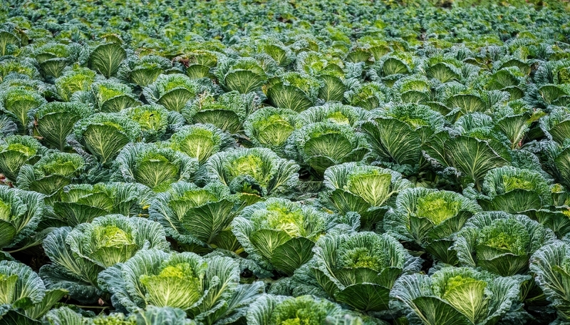 高清大图下载【趣麦麦图】大片绿油油的卷心菜地
