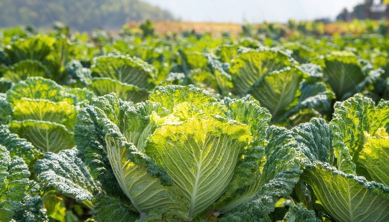 高清大图下载【趣麦麦图】阳光照耀下的大片卷心菜农田