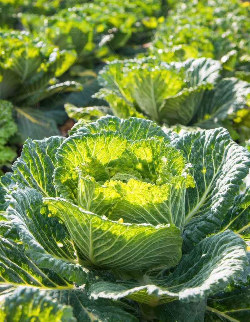 高清大图下载【趣麦麦图】阳光下茁壮生长的卷心菜