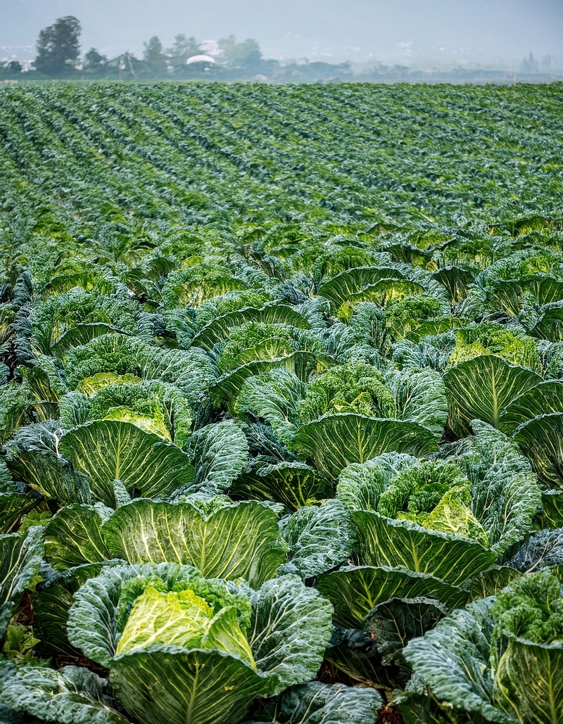 高清大图下载【趣麦麦图】雾霭中大片绿油油的卷心菜农田