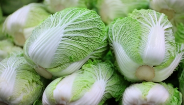 一堆新鲜饱满的大白菜