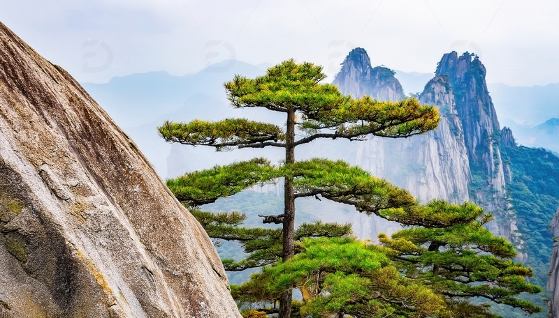 高清大图下载【趣麦麦图】黄山巨石旁挺拔的翠绿迎客松