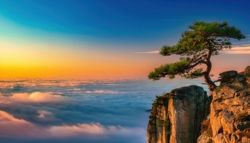 黄山日出下绝壁孤松与壮阔云海