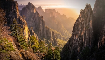 晨光中黄山峡谷的嶙峋山峰与松林