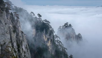 云雾漫卷下黄山绝壁上的松林