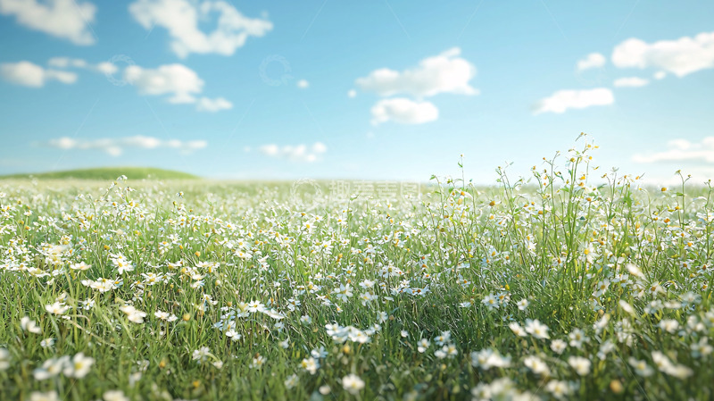高清大图下载【趣麦麦图】蓝天白云下的野花田